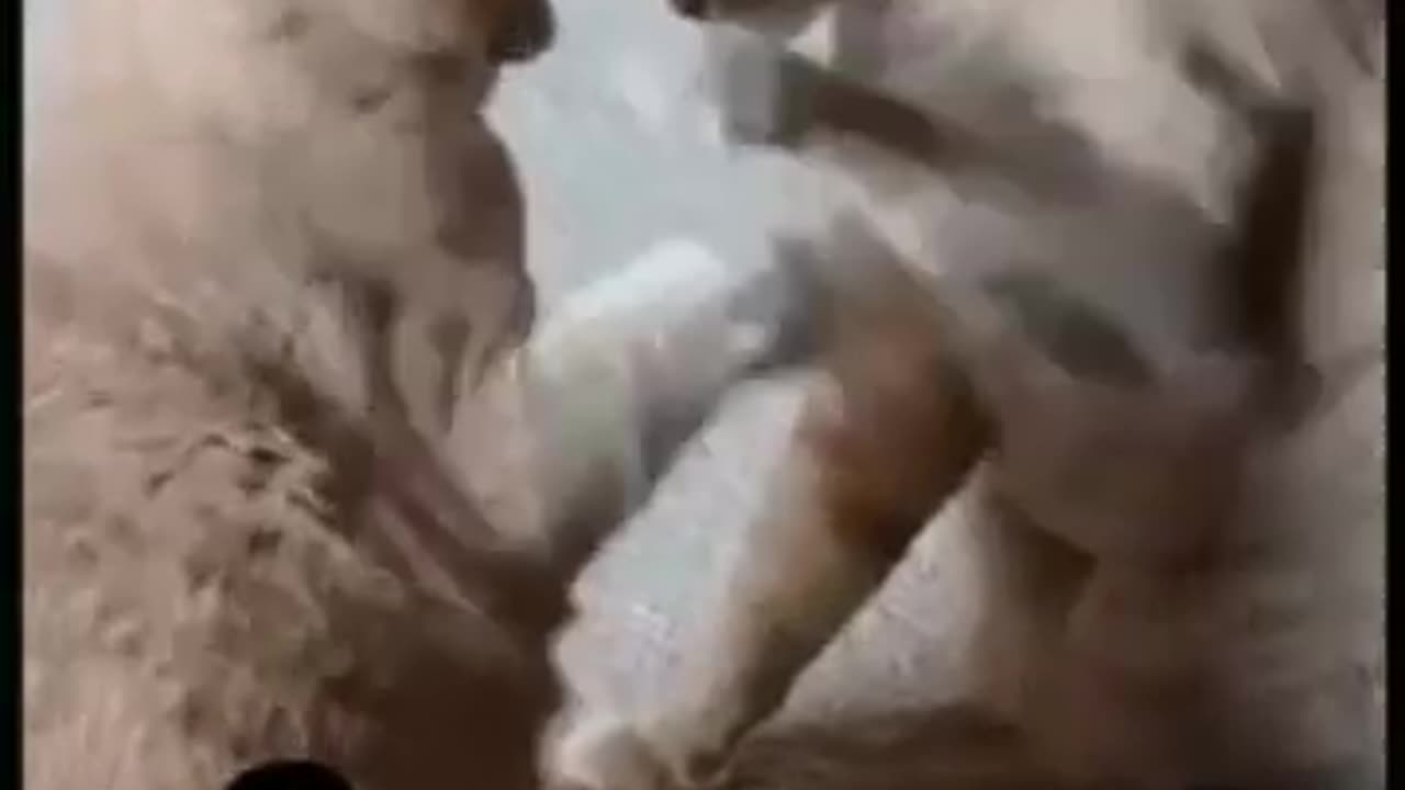 Funny Cat 🐈😺 videos