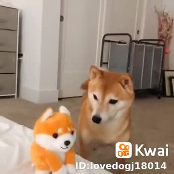 funny dog ​​kwai #shorts #kawai