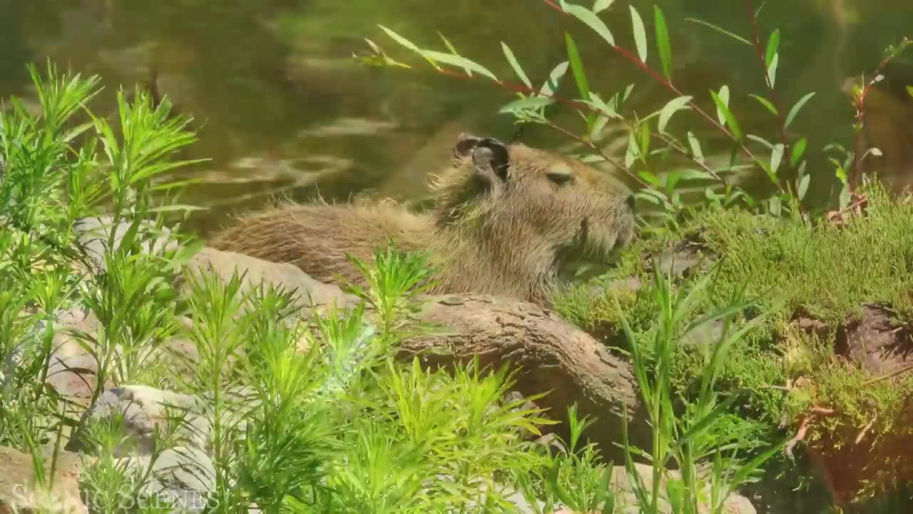 Unraveling the Secrets of its Extraordinary Wildlife🌿 #IntoTheWild #AmazonAdventure