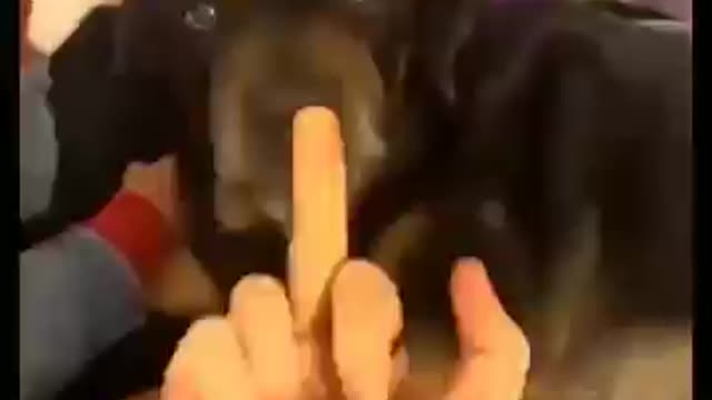 Dog comedy Video