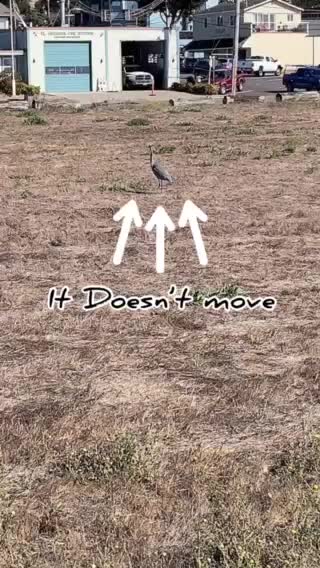 Heron standing still