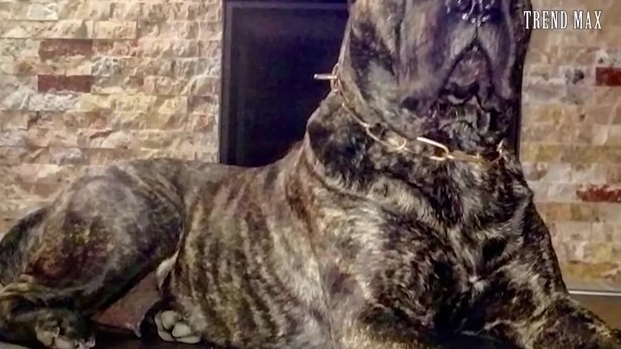 World Top 10! Deadliest Pets.