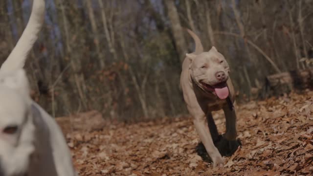 a very happy dog couple