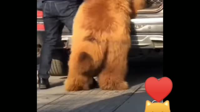 cute big dog trying to climb in the trunk