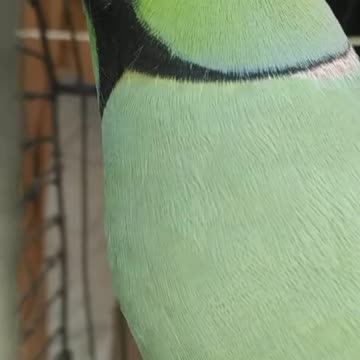 CUTE 💕💕💕best marathi toking parrot ♥️ mi mithu 🥰mithu kon hoy mithu 🥰 🥰🥰😍😍😍