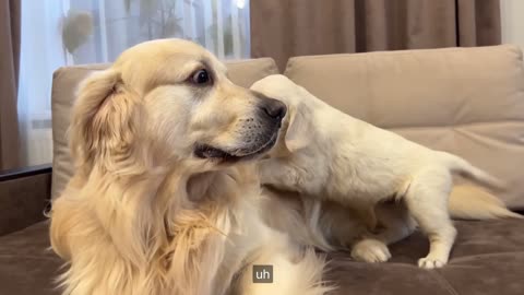 Golden Retriever reacts to a puppy