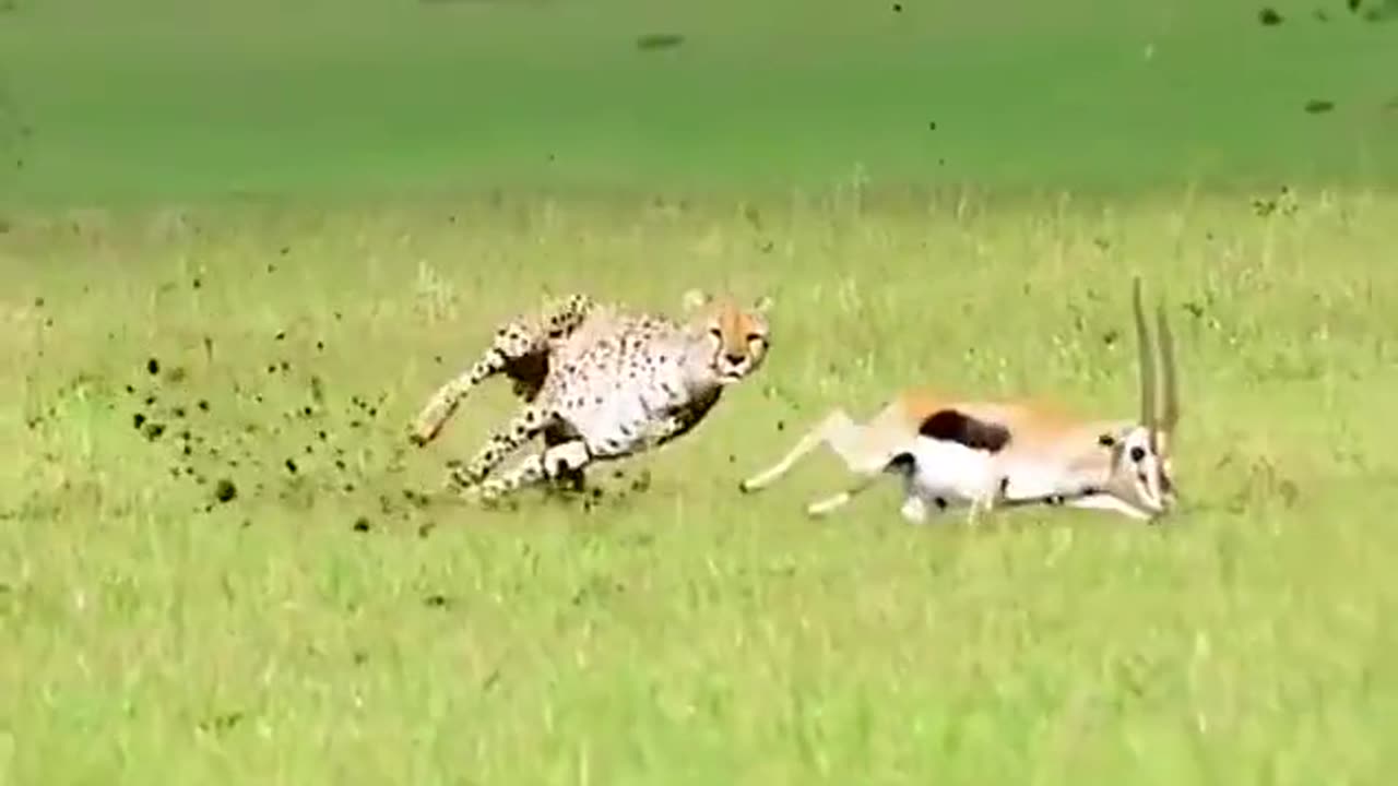 a cheetah chasing a gazelle