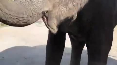 Elephant show power #dog #pets #dogsofinstagram #alldoglovers #reels #reels #aesthetic