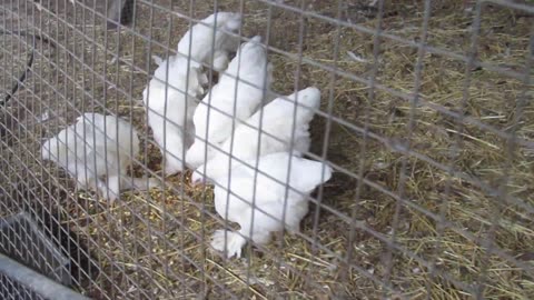 Silkie chickens pair (3)