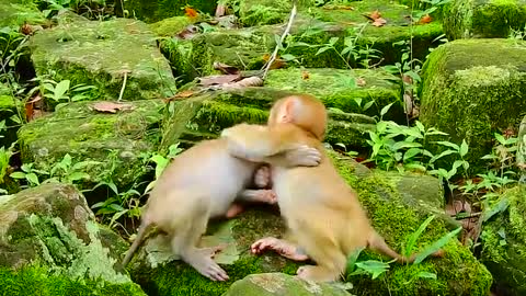 So Funny Baby Monkey Rojo with His Friend