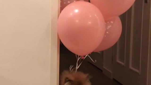 Fluffy brown dog being lifted up by pink balloons