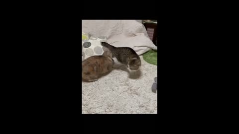 Funny Cats