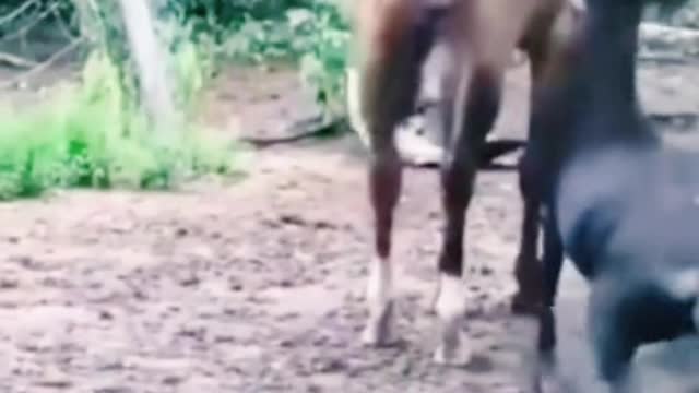 Vídeo engraçado do cavalinho
