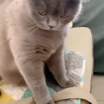 CUTE CAT #cat #cats #cutecat #catlover #catlovers #catvideoCute #Shorts