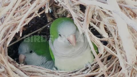 Birds In a Nest