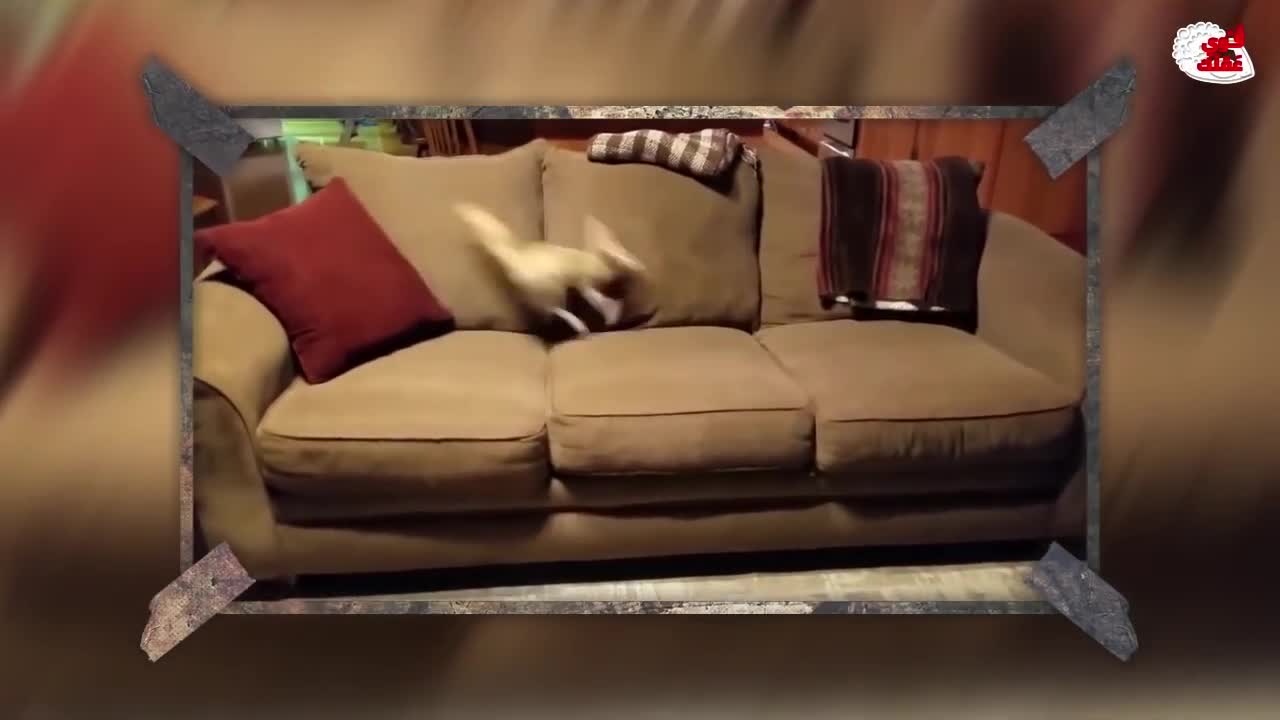 beautiful pets