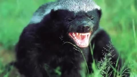 Why honey badger are so fearless