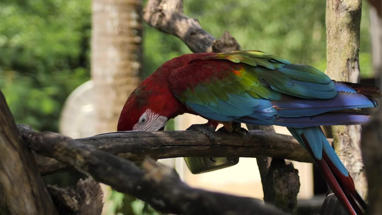 Macaw parrot feeding on a branch