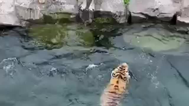 Exploiting tigers to swim smartly