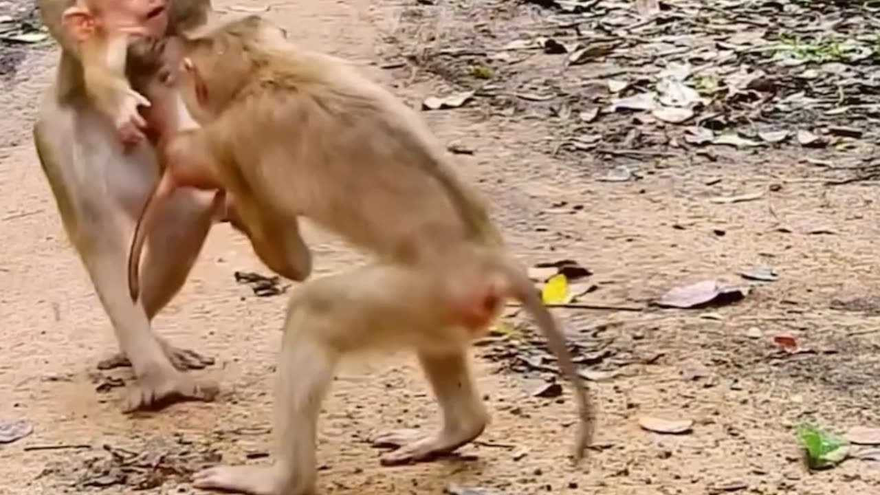 Poor little monkey,