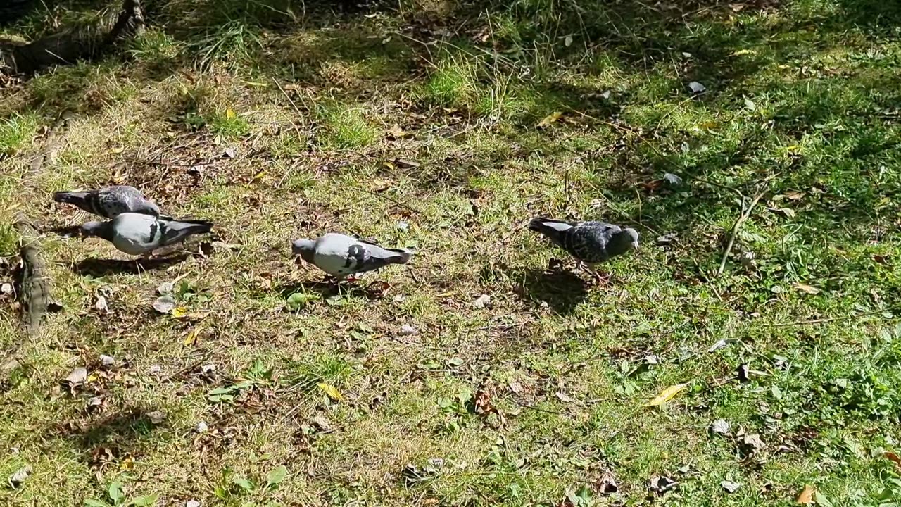 Pigeon Birds On Ground In Great Britain