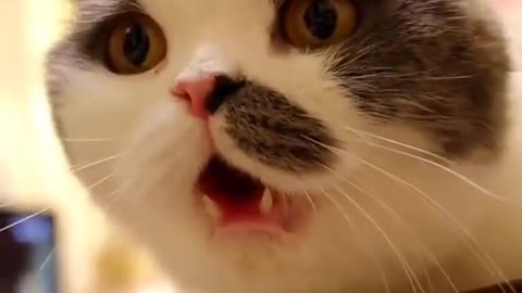 funny cat