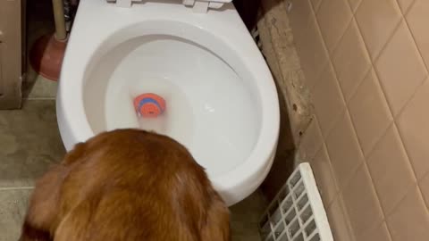 Bloodhound Drops Ball In Toilet