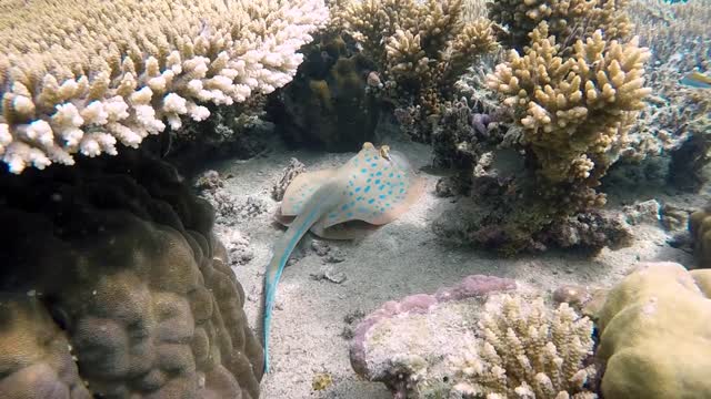 Creatures Underwater 1