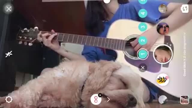 the wind still sings (beautiful girl play guitartist) guitar for dogs to sleep