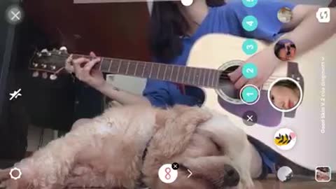 the wind still sings (beautiful girl play guitartist) guitar for dogs to sleep