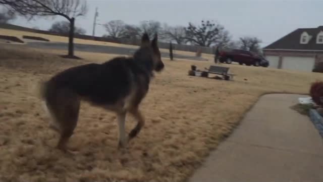 dog cried a lot in the field #shorts