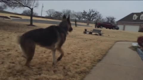 dog cried a lot in the field #shorts