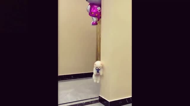 Adorable Cute Puppy lifted by a Balloon 🎈