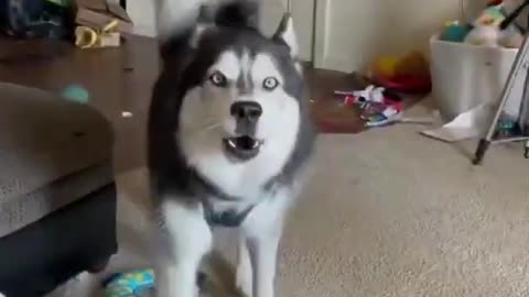 Dog sinsing and talking funny