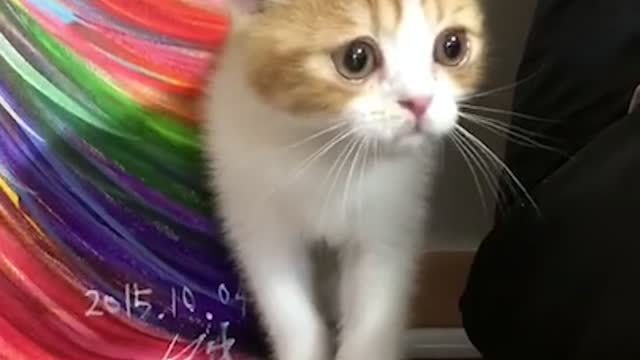 The Scared Kitten (Scottish Fold)