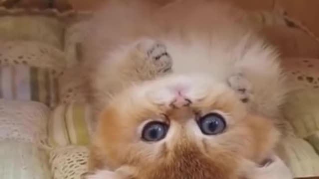 My kitten, the body is long and round, the hair is brown, the belly bulging is really beautiful.