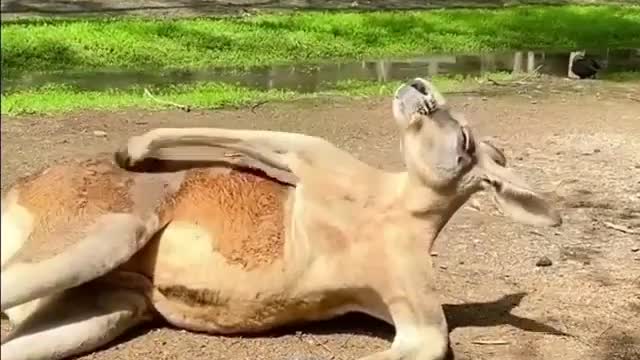 Relaxing kangaroo scratching himself funny video