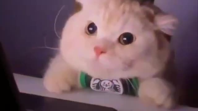 Best Cute Cat Funny short