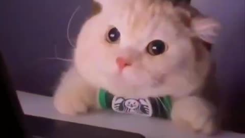 Best Cute Cat Funny short