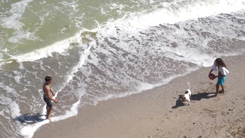 PLAYING DOG IN THE BEACH A SO CUTE