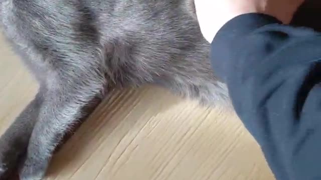 Beautiful cat playing with hand