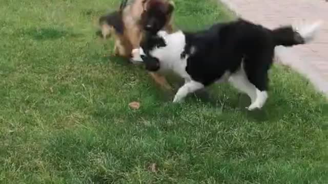 The collie is playing with his good friend
