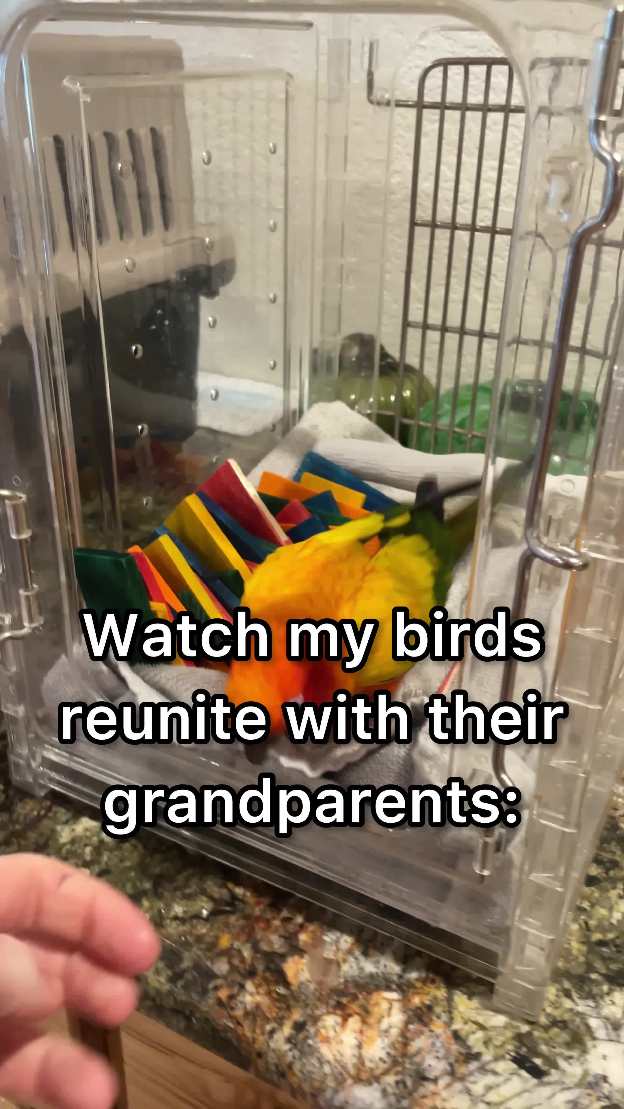 Parrots react to seeing their grandparents again