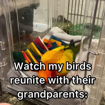 Parrots react to seeing their grandparents again