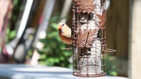 A bird in a quiet meal
