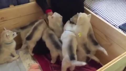 Puppies reunite with their human after 1 week away