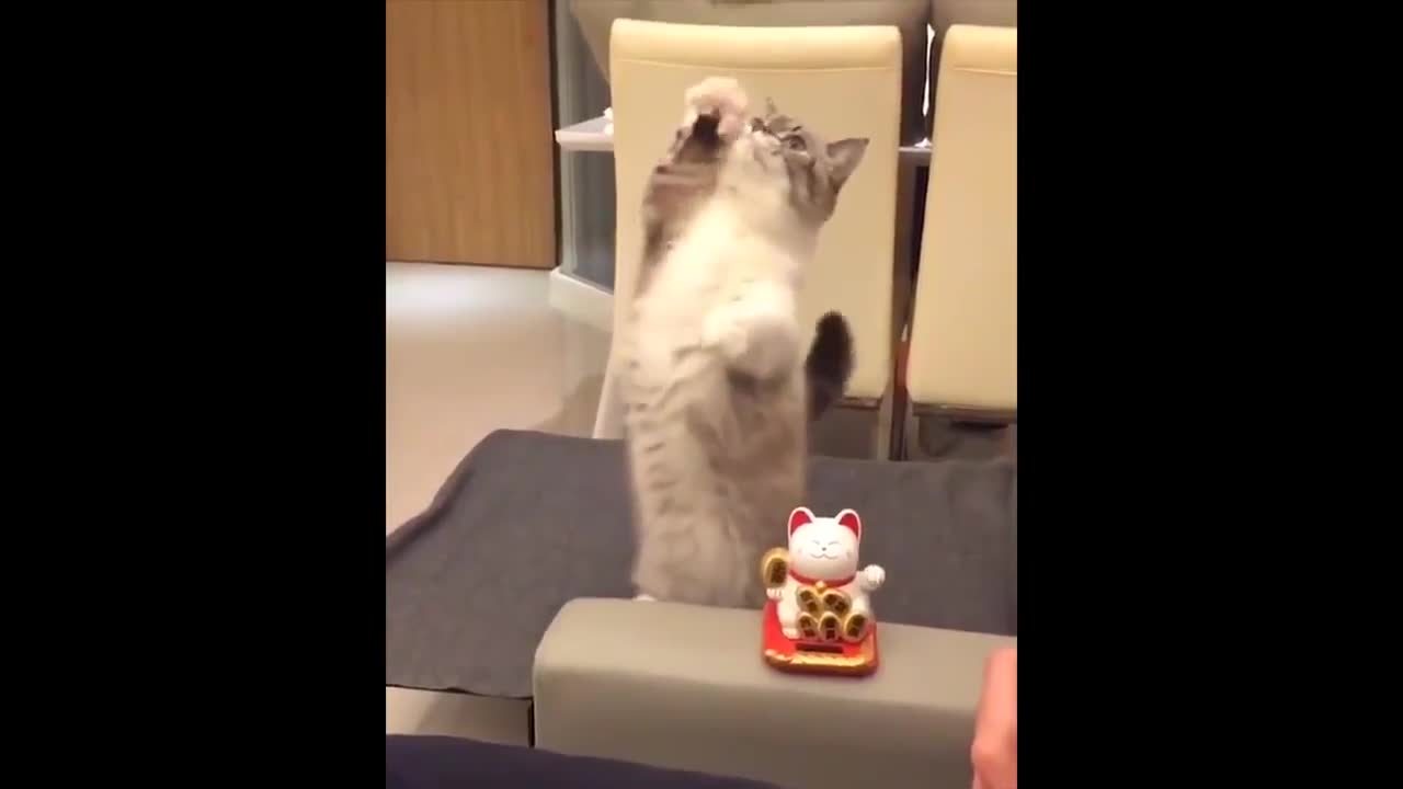 kitten imitating his favorite toy...