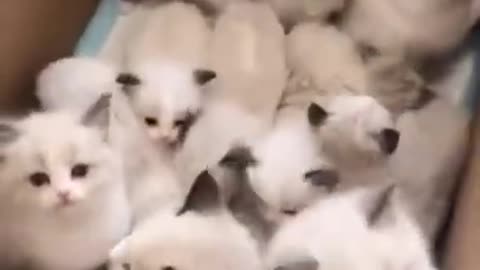 How cute cats