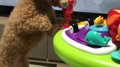 Smart puppy turning baby toys by hand