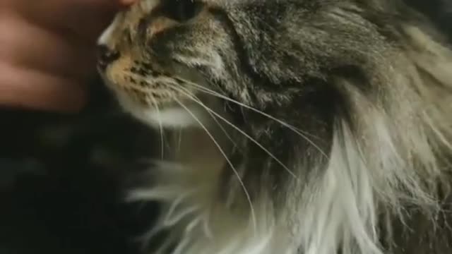 Cut pet video ||cat video